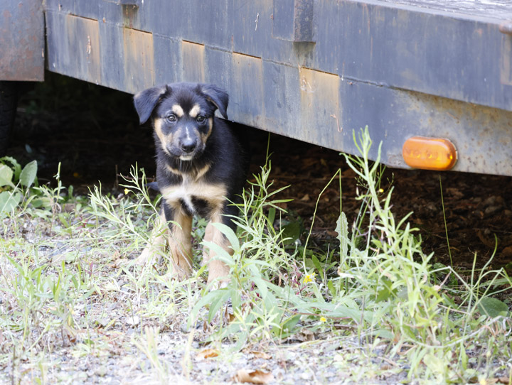 chinook dog